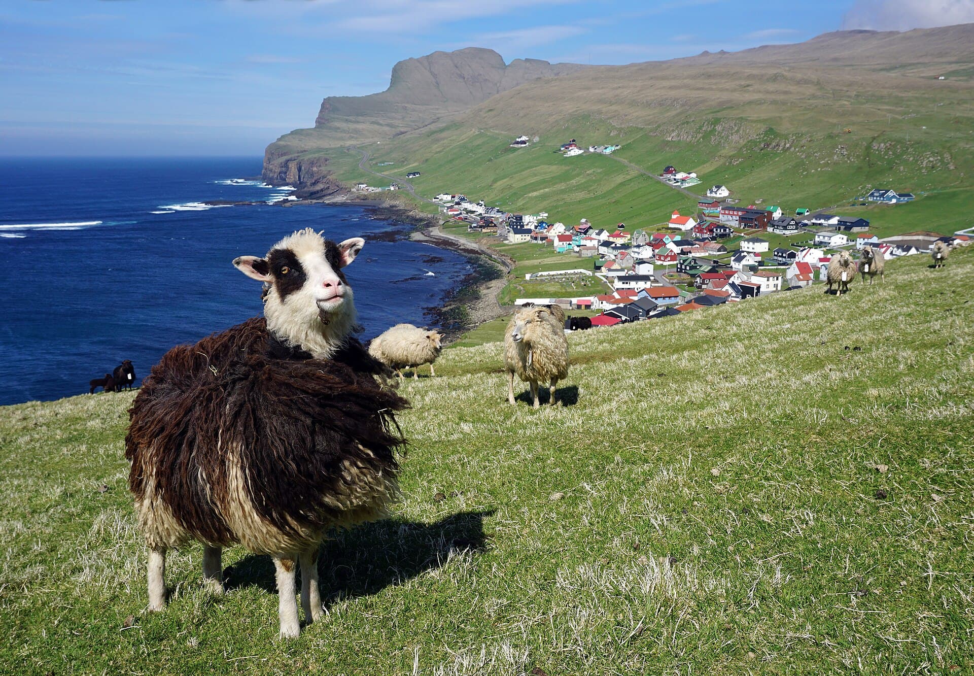 Sumba’da yamaçta otlayan Faroe koyunları